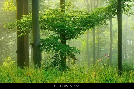 Sun shines through light spruce forest, soil overgrown with moss and fern, mountain range Deister, Lower Saxony Highlands, Niedersachsen, Germany-stock-foto