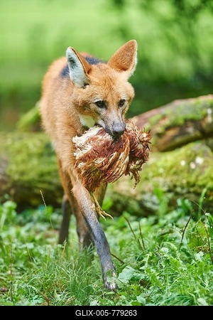 Maned wolf (Chrysocyon brachyurus) with captured bird on a meadow, captive, Germany-stock-foto