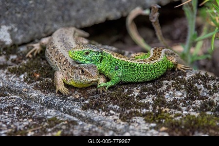 Sand lizard (Lacerta agilis) pair of animals on a wall, male (right) lays head on female, Baden-Württemberg, Germany-stock-foto