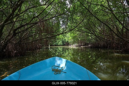 Boat ride through mangrove forest, branch of Bentota Ganga River, Bentota, Western Province, Sri Lanka-stock-foto