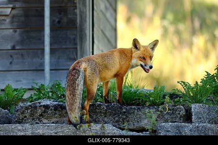 Red fox (Vulpes vulpes) standing in front of a henhouse, Canton of Zurich, Switzerland-stock-foto