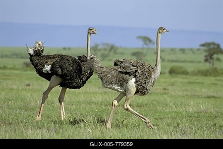 Ostrich pair walking through gras steppe Struthio camelus Masai Mara national reserve Kenya Ostafrika-stock-foto
