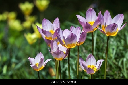 Purple and yellow tulips, Tulipa saxatilis, wild tulip, Baden-Württemberg, Germany-stock-foto