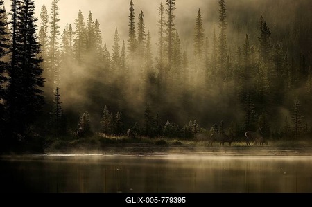 Elk (Cervus canadensis) on the shores of the misty Bow River, Banff National Park, Alberta Province, Canada-stock-foto