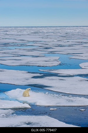 Polar bear (Ursus maritimus) sitting on a ice floe, Arctic, Svalbard, Norway-stock-foto