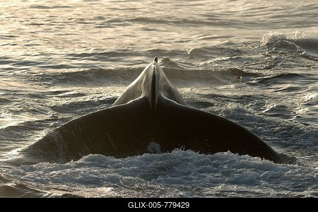 Fluke of a diving Humpback Whale (Megaptera novaeangliae), Barents Sea, Nordaustlandet, Svalbard Archipelago, Svalbard and Jan Mayen, Norway-stock-foto