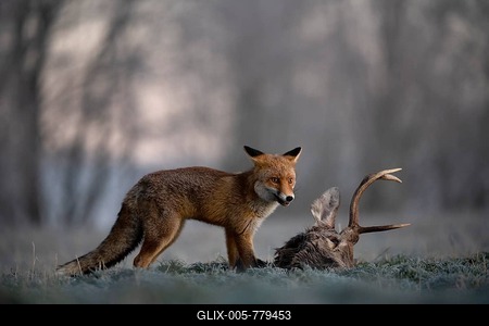 Red fox (Vulpes vulpes) eats on dead deer in winter, Eifel, Rhineland-Palatinate, Germany-stock-foto