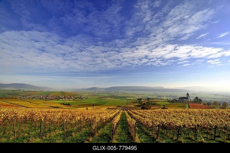 Vineyards in autumn with views of the Klettgau, cirrocumulus clouds in the sky, Oberhallau, Hallau, Klettgau, Canton of Schaffhausen, Switzerland-stock-foto