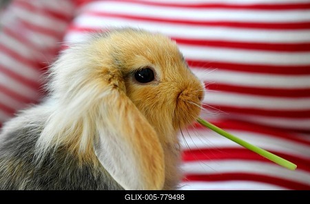 Lesser ram, young animal, 10 weeks, eats, Baden-Württemberg, Germany-stock-foto