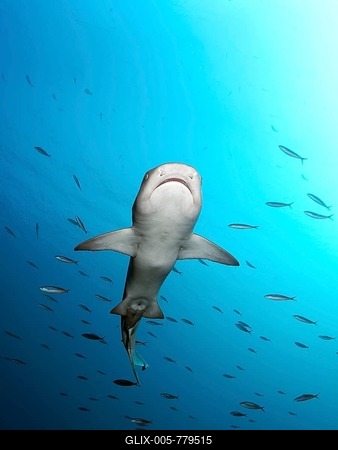 Whitetip reef shark (Triaenodon obesus) from below in the open sea, Pacific, Queensland, Australia-stock-foto