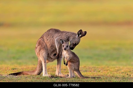 Eastern giant grey kangaroo (Macropus giganteus), adult, female, mother with young, in a meadow, social behaviour, Maloney Beach, New South Wales, Australia-stock-foto