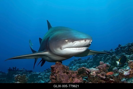Sicklefin lemon shark (Negaprion acutidens) floats over coral reef, Pacific Ocean, Moorea, Leeward Islandss, society islands, French Polynesia-stock-foto