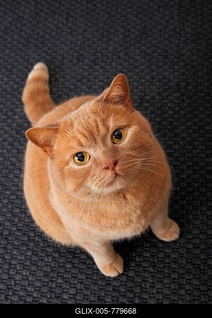 Ginger British Shorthair cat, Germany-stock-foto