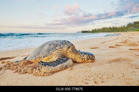 Green sea turtle (Chelonia mydas) on turtle bay, Laniakea Beach, Hawaiian Island Oahu, Oahu, Hawaii, Aloha State, USA-stock-foto