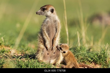 Suricate (Suricata suricatta), female with suckling young on the lookout, during the rainy season in green surroundings, Kalahari Desert, Kgalagadi Transfrontier Park, South Africa-stock-foto