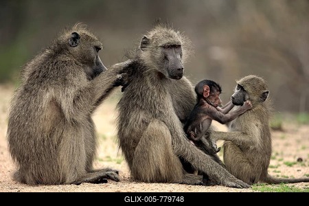 Chacma baboons (Papio ursinus), adult, two females with two young animals, social behaviour, grooming, group, Kruger National Park, South Africa-stock-foto