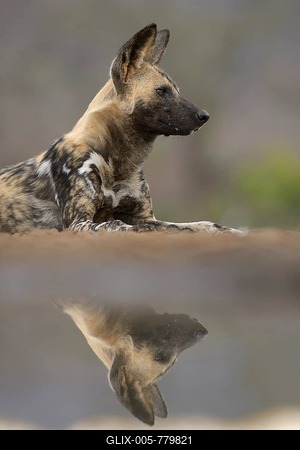 African wild dog (Lycaon pictus), reflected in waterhole, Zimanga Game Reserve, KwaZulu-Natal, South Africa-stock-foto