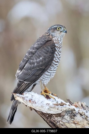 Eurasian Sparrowhawk (Accipiter nisus), adult female perched on snow-covered deadwood, Hesse, Germany-stock-foto