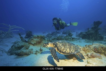 Hawksbill Turtle (Eretmochelys imbricata) and scuba diver, Caribbean, Honduras, Central America-stock-foto