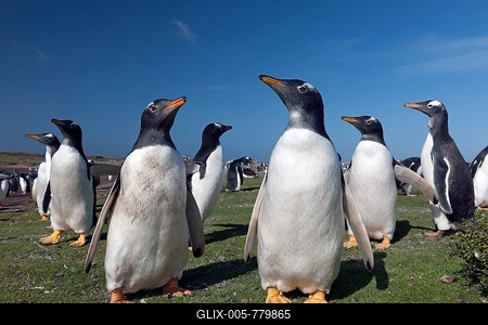 Gentoo penguins (Pygoscelis papua) Sea Lion Island, Falkland Islands-stock-foto