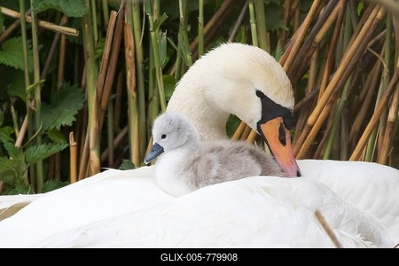 Mute swan (Cygnus olor), chick sitting in plumage on back, Hesse, Germany-stock-foto
