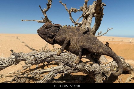 Namaqua Chameleon (Chamaeleo namaquensis), Namib Desert in Swakopmund, Namibia-stock-foto