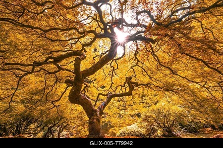 Downy Japanese Maple (Acer japonicum) with autumn colour, Japanese Garden, Portland, Oregon, USA-stock-foto