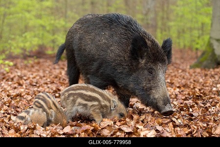 Wild Boars (Sus scrofa), sow and piglets in a spring forest, captive, North Rhine-Westphalia, Germany-stock-foto