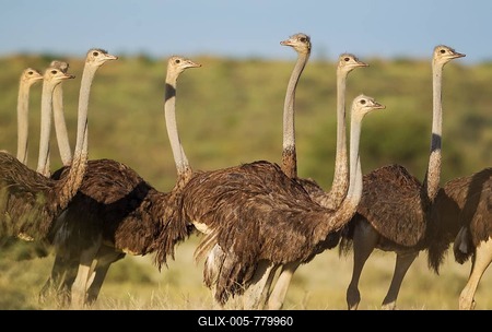 Ostrich (Struthio camelus), group of females, rainy season with green surroundings, Kalahari Desert, Kgalagadi Transfrontier Park, South Africa-stock-foto