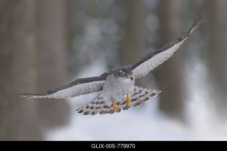 Northern goshawk (Accipiter gentilis), adult male, flying in a spruce forest, winter, Bohemian Forest, Czech Republic-stock-foto