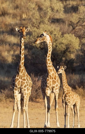 Southern Giraffes (Giraffa giraffa), two females with young, Kalahari Desert, Kgalagadi Transfrontier Park, South Africa-stock-foto
