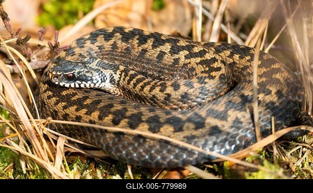 Wild common european viper (Vipera berus), brown, quite young animal, female, lying curled up and well camouflaged among grass, moss, common heather (Calluna vulgaris) and autumn leaves, Pietzmoor nature reserve, Lüneburg Heath, Lower Saxony, Germany-stock-foto