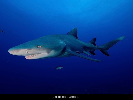 Lemon shark (Negaprion brevirostris) in backlight, off Jupiter, Florida, USA-stock-foto