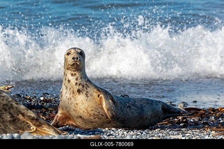Female grey seal (Halichoerus grypus), dune, Helgoland Island, Schleswig-Holstein, Germany-stock-foto