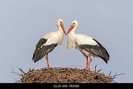 Two White storks (Ciconia ciconia), animal pair facing each other on their nest, Germany-stock-foto