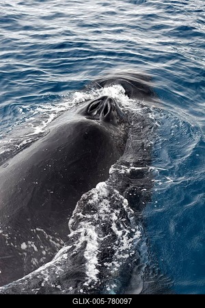 Humpback whale (Megaptera novaeangliae) with opened blowholes, Queensland, Pacific, Australia-stock-foto