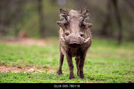 Desert warthog (Phacochoerus aethiopicus), adult watchful, Hluhluwe Umfolozi National Park, Hluhluwe iMfolozi National Park, KwaZulu Natal, South Africa-stock-foto