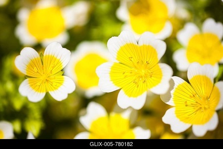 Poached egg plant or Douglas' meadowfoam (Limnanthes douglasii), flowers, The Lost Gardens of Heligan, Cornwall, England, United Kingdom-stock-foto