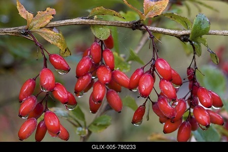 Barberries (Berberis vulgaris), Riedener Lake, Lech Valley, Tyrol, Austria, Europe-stock-foto