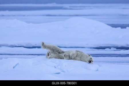 Solitary polar bear (Thalarctos maritimus) resting on ice floe in Arctic ocean-stock-foto