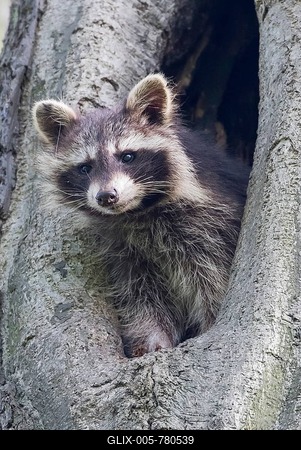 Young raccoon (Procyon lotor) looking out of a tree hollow, Hesse, Germany-stock-foto