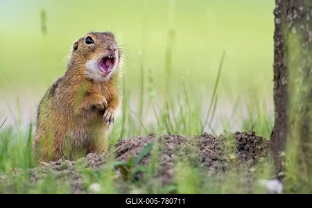 European Ground Squirrel (Spermophilus citellus) next to den, warning shout, calling, Burgenland, Austria-stock-foto