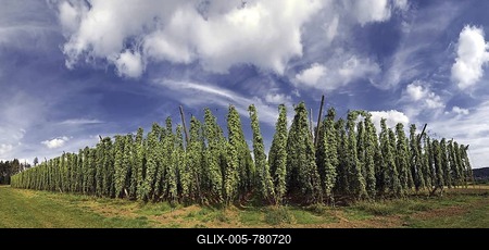 Field of hops with a white-blue sky near Altmannstein in Altmuehltal Nature Park, Bavaria, Germany, Europe-stock-foto