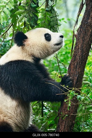 Giant Panda (Ailuropoda melanoleuca), captive, Chengdu Research Base of Giant Panda Breeding or Chengdu Panda Base, Chengdu, Sichuan, China-stock-foto