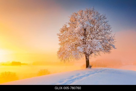 Footpath and lime tree on the Hirzel, Switzerland, Tilia spec-stock-foto