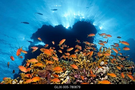 Shoal of red sea basslets (Pseudanthias taeniatus), Red Sea net fire coral (Millepora dichotoma), Silhouette Coral Reef with Sunbeams, Ras Muhammed National Park, sharm el Sheik, Sinai, Egypt-stock-foto