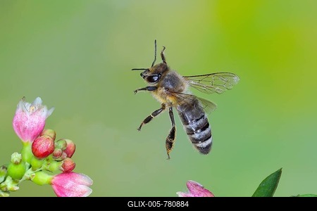 European honey bee (Apis mellifera) bee in flight, between the flowers of the common snowberry (Symphoricarpos albus), highspeed nature photo, flight photo, wildlife, insects, Siegerland, North Rhine-Westphalia, Germany-stock-foto