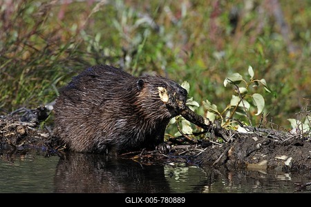 North American Beaver (Castor canadensis) building dam, Denali National Park, Alaska-stock-foto