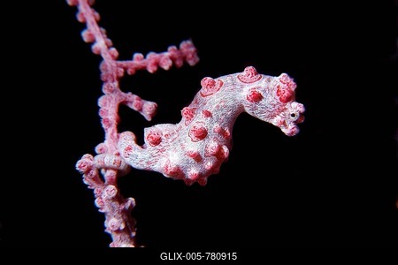 Pygmy seahorse (Bargibanti hippocampus) on a branch of coral, Great Barrier Reef, a UNESCO World Heritage Site, Queensland, Cairns, Australia, Pacific Ocean-stock-foto