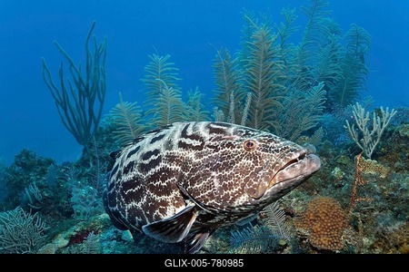 Black Grouper (Mycteroperca bonaci) swimming over coral reef, Republic of Cuba, Caribbean Sea, Caribbean, Central America-stock-foto
